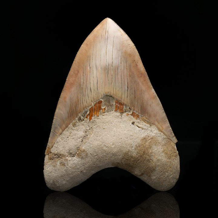 Genuine 5.5" Megalodon Tooth Fossil from Indonesia