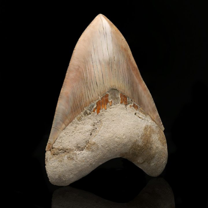 Genuine 5.5" Megalodon Tooth Fossil from Indonesia