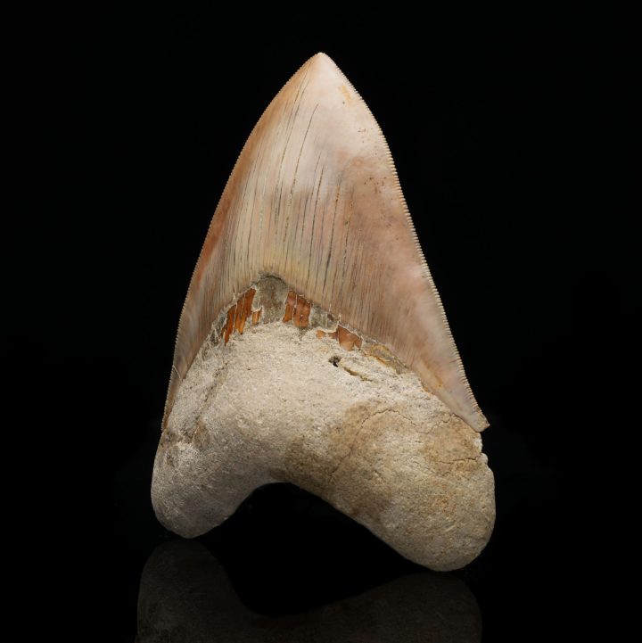 Genuine 5.5" Megalodon Tooth Fossil from Indonesia