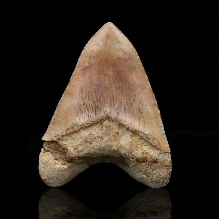 Genuine 5.5" Megalodon Tooth Fossil from Indonesia