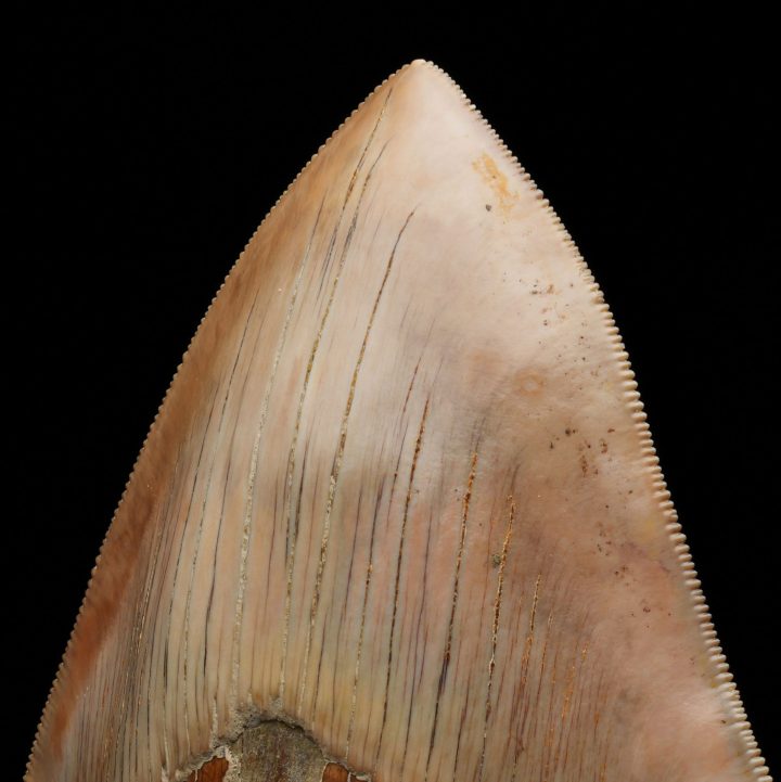 Genuine 5.5" Megalodon Tooth Fossil from Indonesia