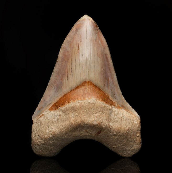 Authentic 5" Megalodon Tooth Fossil from Indonesia