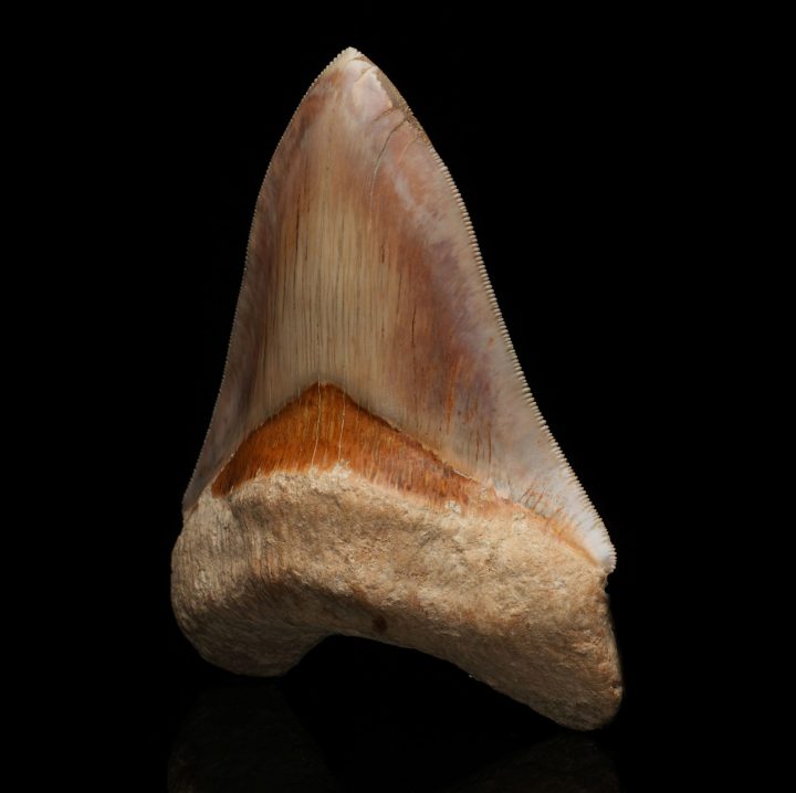 Authentic 5" Megalodon Tooth Fossil from Indonesia