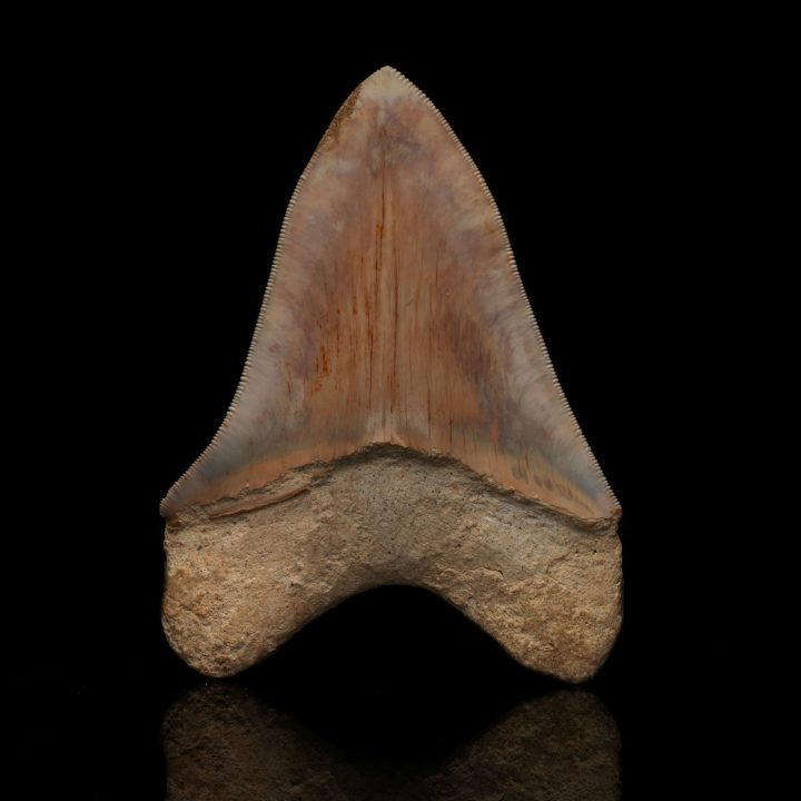 Authentic 5" Megalodon Tooth Fossil from Indonesia