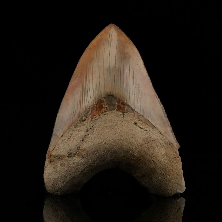 Collector's Grade 6" Megalodon Tooth Fossil from Indonesia