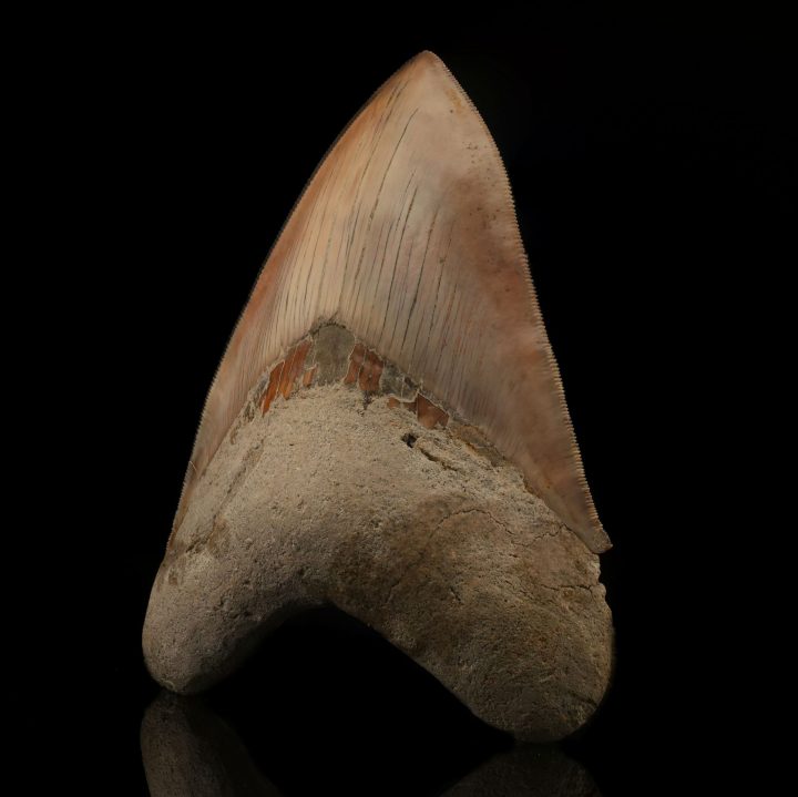 Collector's Grade 6" Megalodon Tooth Fossil from Indonesia