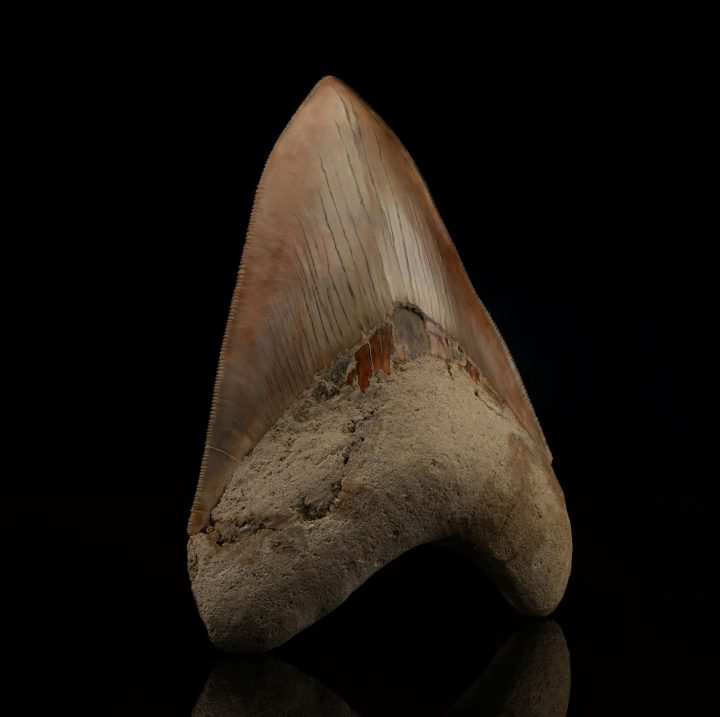 Collector's Grade 6" Megalodon Tooth Fossil from Indonesia