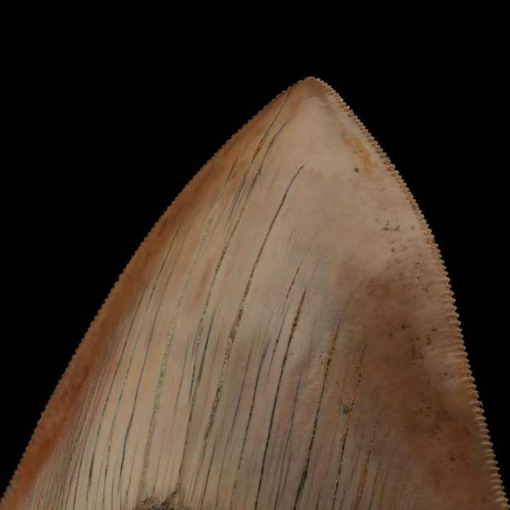 Collector's Grade 6" Megalodon Tooth Fossil from Indonesia