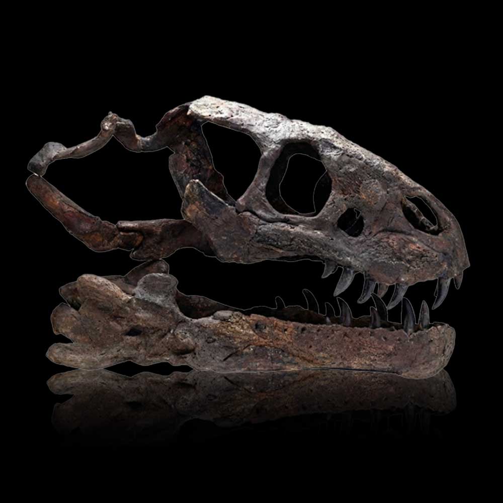 Tyrannosaurus dinosaur skull fossil displayed against a dark background, showcasing detailed prehistoric anatomy