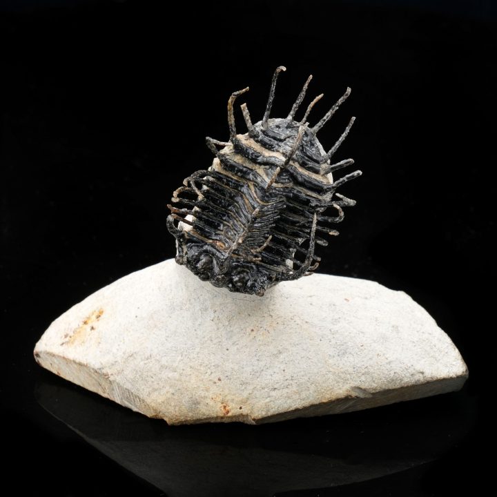 Spiny Trilobite Fossil from Morocco — Rare Paleozoic Arthropod
