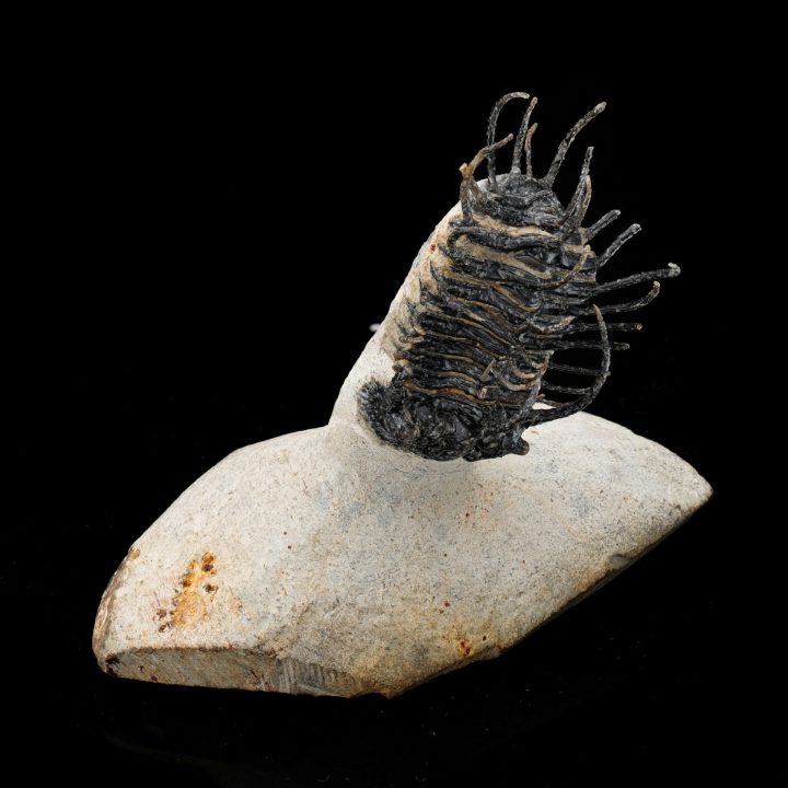 Spiny Trilobite Fossil from Morocco — Rare Paleozoic Arthropod