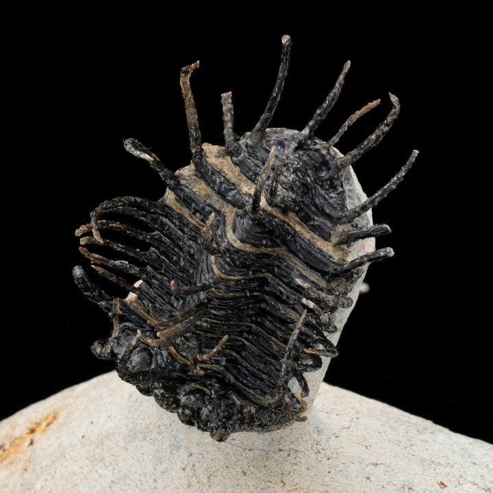 Spiny Trilobite Fossil from Morocco — Rare Paleozoic Arthropod