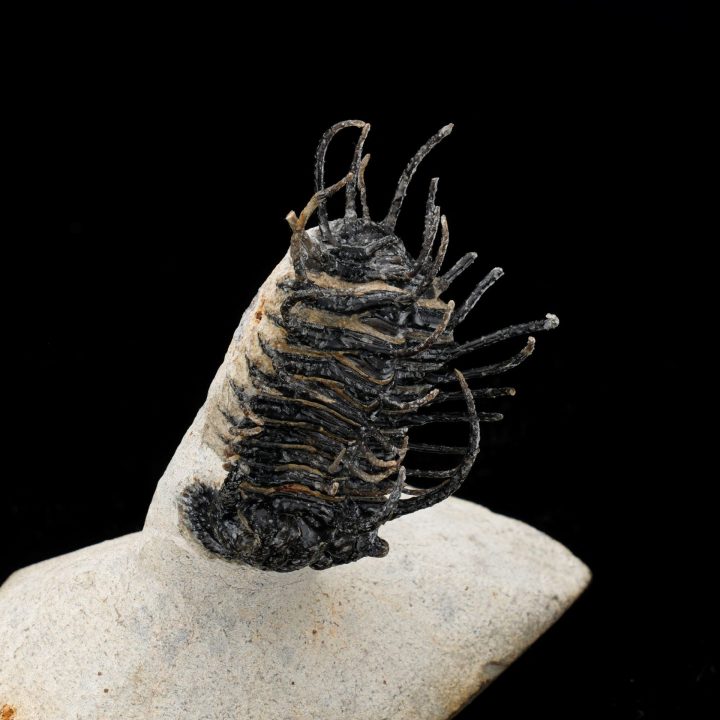 Spiny Trilobite Fossil from Morocco — Rare Paleozoic Arthropod