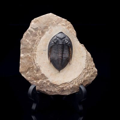 Fossilized Trilobite on Matrix – Paleozoic Marine Arthropod Display Specimen