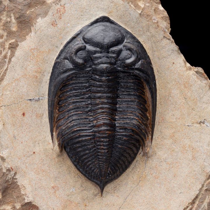 Fossilized Trilobite on Matrix – Paleozoic Marine Arthropod Display Specimen