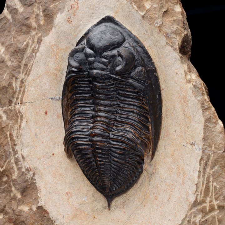 Fossilized Trilobite on Matrix – Paleozoic Marine Arthropod Display Specimen