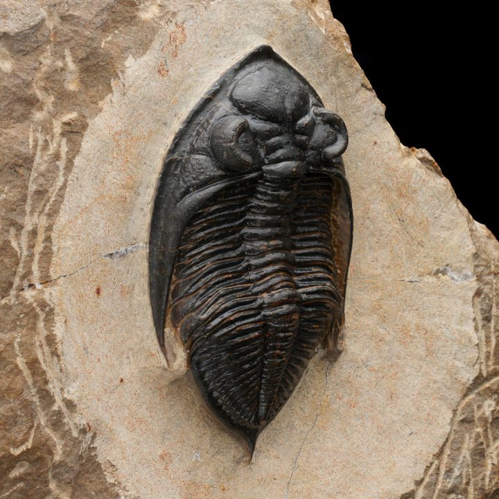Fossilized Trilobite on Matrix – Paleozoic Marine Arthropod Display Specimen