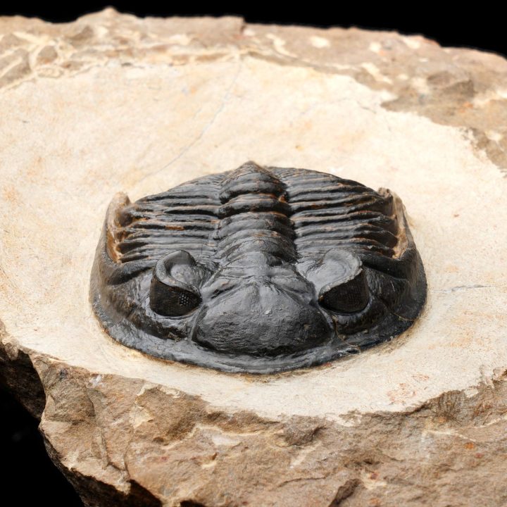 Fossilized Trilobite on Matrix – Paleozoic Marine Arthropod Display Specimen