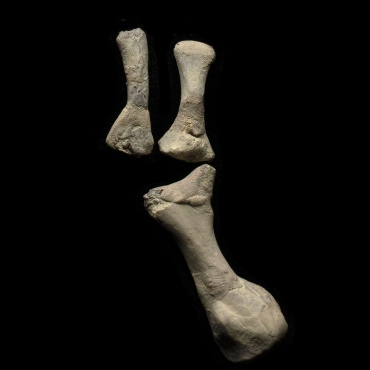 Permian Reptile Microsaur Hand Fossil in Display Box