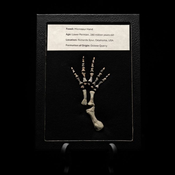 Permian Reptile Microsaur Hand Fossil in Display Box