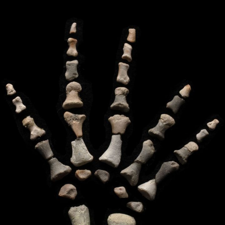 Permian Reptile Microsaur Hand Fossil in Display Box