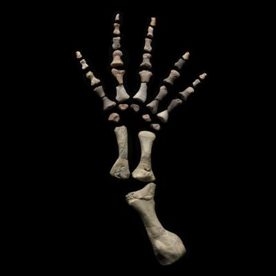 Permian Reptile Microsaur Hand Fossil in Display Box