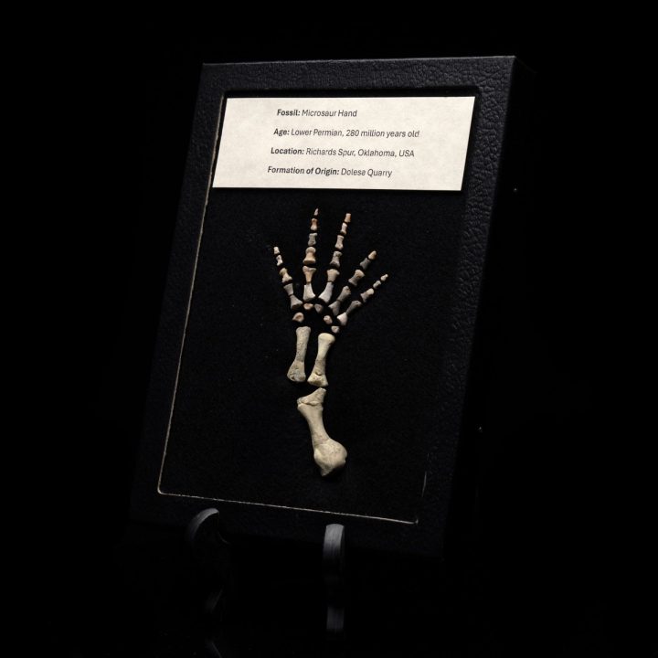 Permian Reptile Microsaur Hand Fossil in Display Box
