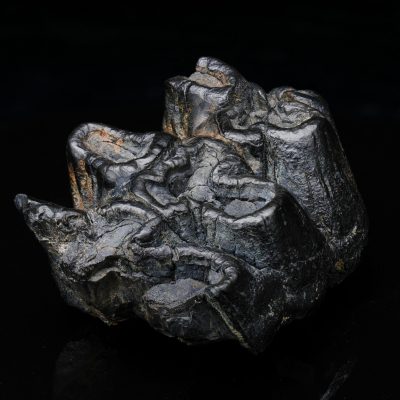 Authentic Gomphotherium Molar Fossilized Tooth (Mastodon Relative)