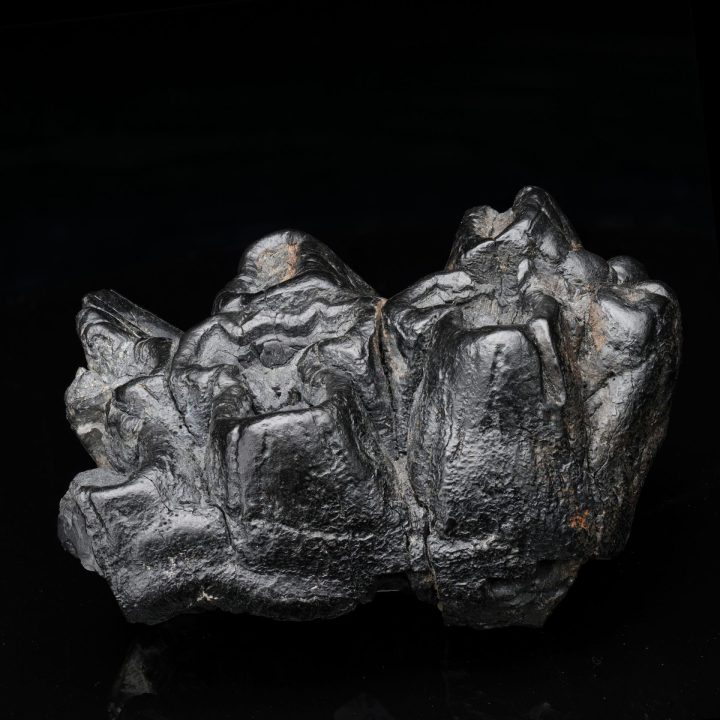 Authentic Gomphotherium Molar Fossilized Tooth (Mastodon Relative)
