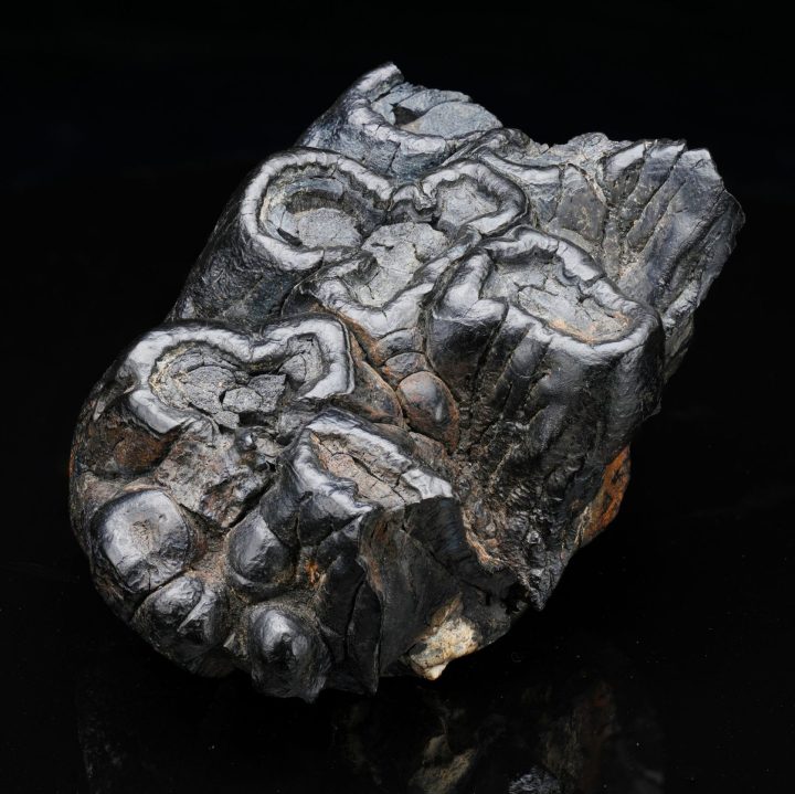 Authentic Gomphotherium Molar Fossilized Tooth (Mastodon Relative)