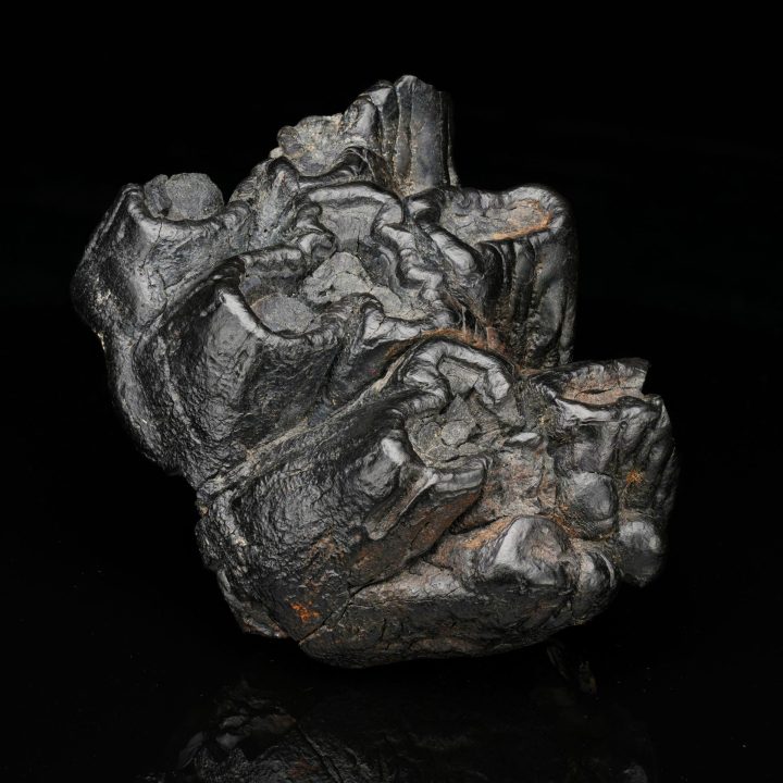 Authentic Gomphotherium Molar Fossilized Tooth (Mastodon Relative)