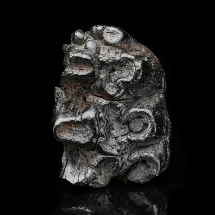 Authentic Gomphotherium Molar Fossilized Tooth (Mastodon Relative)