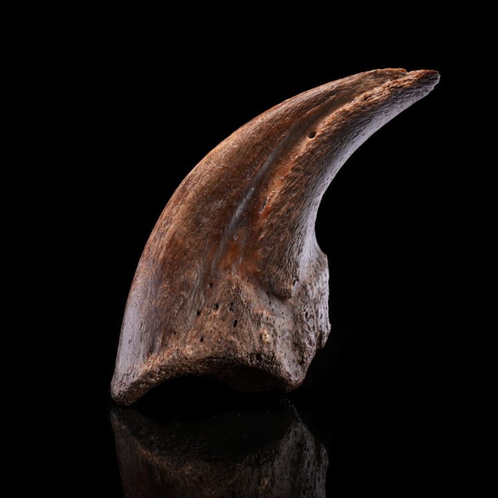 Authentic Dromaeosaur Raptor Claw – Cretaceous Predator Fossil