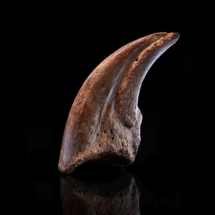 Authentic Dromaeosaur Raptor Claw – Cretaceous Predator Fossil