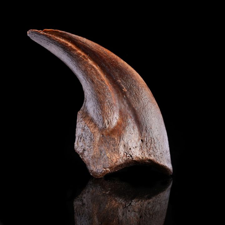 Authentic Dromaeosaur Raptor Claw – Cretaceous Predator Fossil