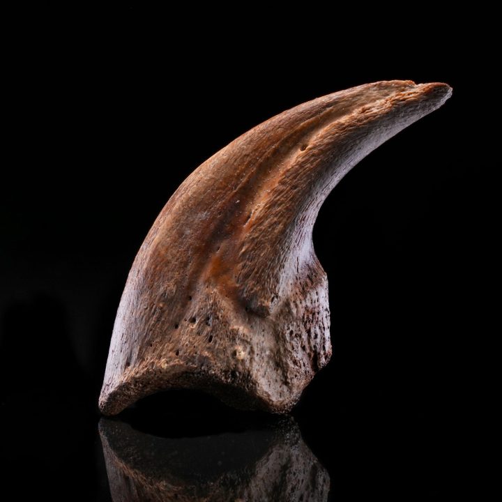 Authentic Dromaeosaur Raptor Claw – Cretaceous Predator Fossil