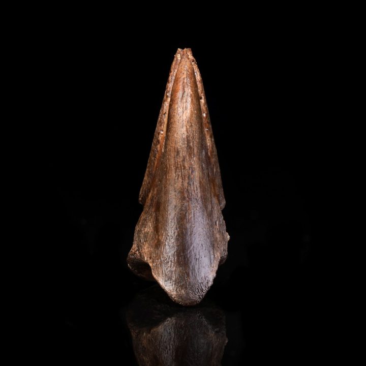 Authentic Dromaeosaur Raptor Claw – Cretaceous Predator Fossil