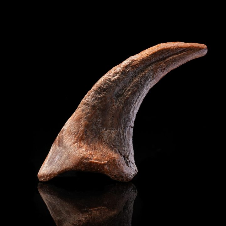 Genuine Dromaeosaur Raptor Claw – Cretaceous Fossil