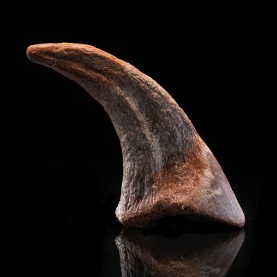 Genuine Dromaeosaur Raptor Claw – Cretaceous Fossil