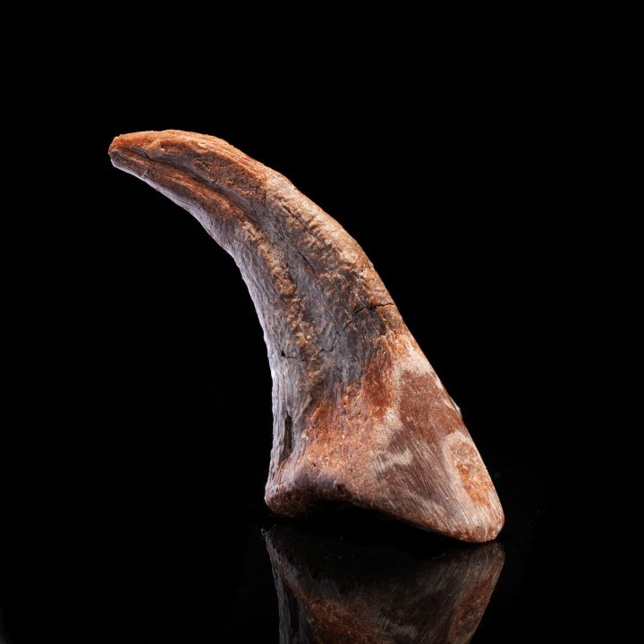 Genuine Dromaeosaur Raptor Claw – Cretaceous Fossil