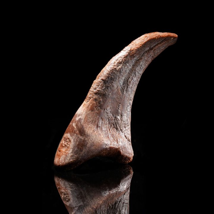 Genuine Dromaeosaur Raptor Claw – Cretaceous Fossil