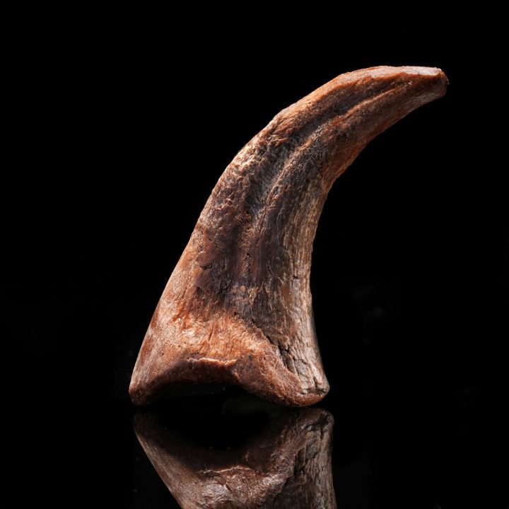 Genuine Dromaeosaur Raptor Claw – Cretaceous Fossil
