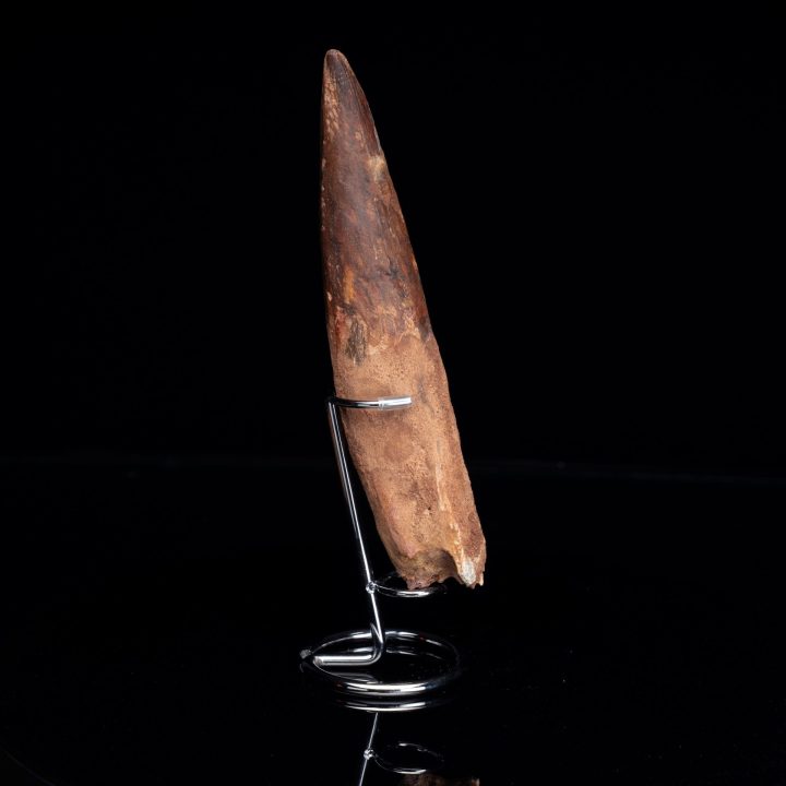 Authentic 8-Inch Spinosaurus Tooth on Display Stand – Cretaceous Predator Fossil