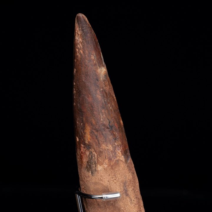 Authentic 8-Inch Spinosaurus Tooth on Display Stand – Cretaceous Predator Fossil