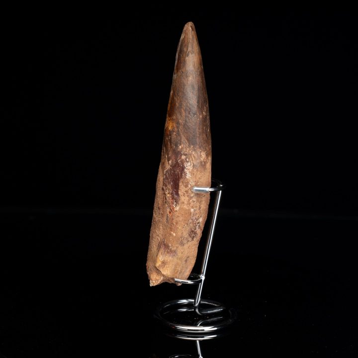 Authentic 8-Inch Spinosaurus Tooth on Display Stand – Cretaceous Predator Fossil