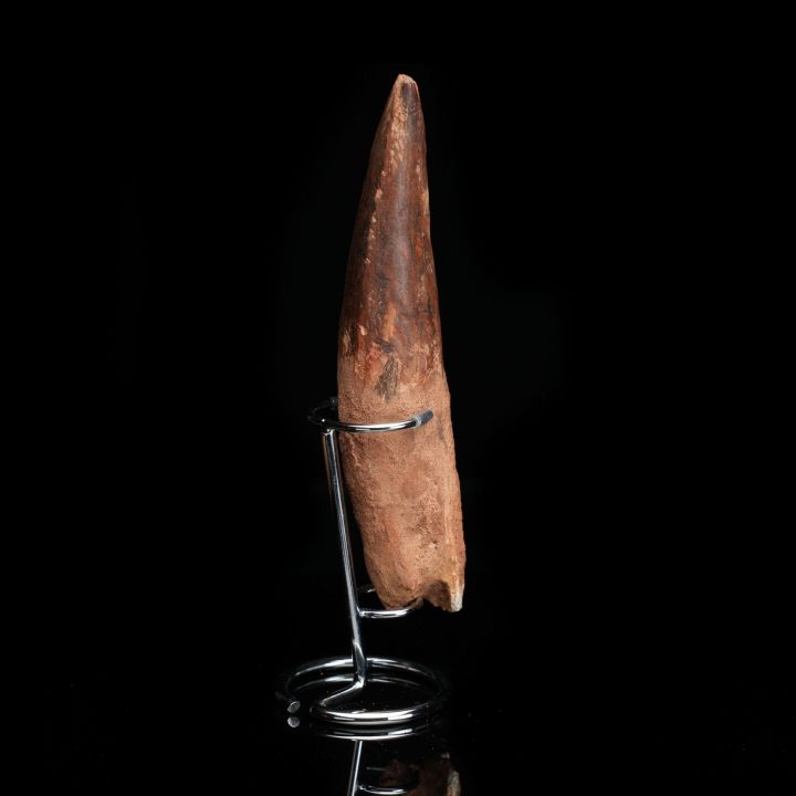 Authentic 8-Inch Spinosaurus Tooth on Display Stand – Cretaceous Predator Fossil