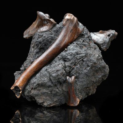 Authentic Vulture Bone Fossil in Natural Matrix – Prehistoric Avian Specimen