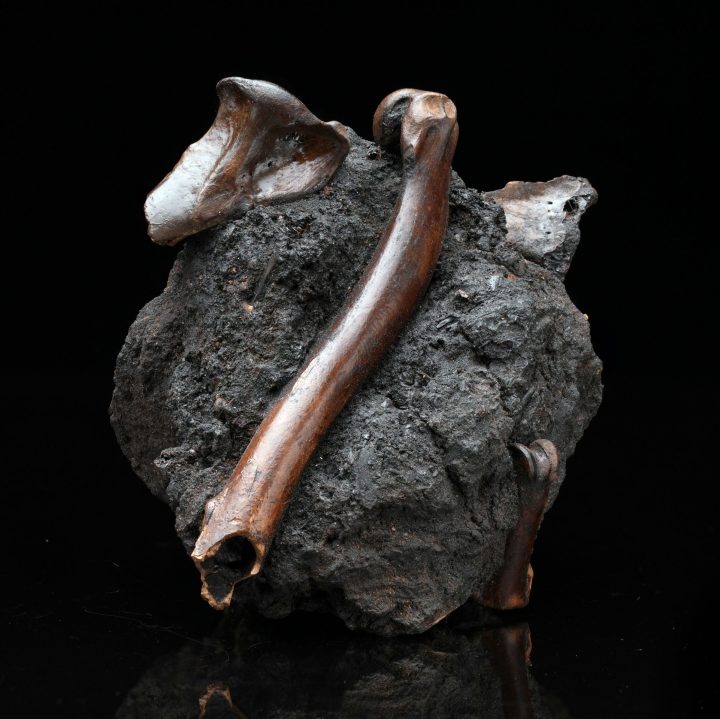 Authentic Vulture Bone Fossil in Natural Matrix – Prehistoric Avian Specimen