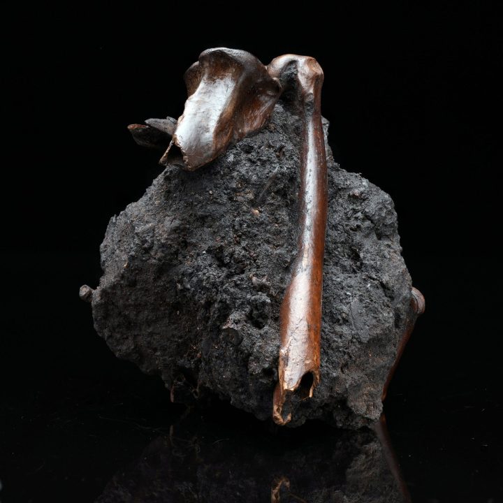 Authentic Vulture Bone Fossil in Natural Matrix – Prehistoric Avian Specimen