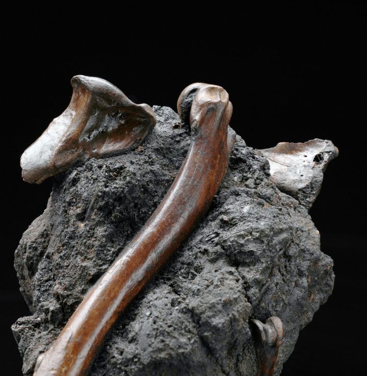 Authentic Vulture Bone Fossil in Natural Matrix – Prehistoric Avian Specimen
